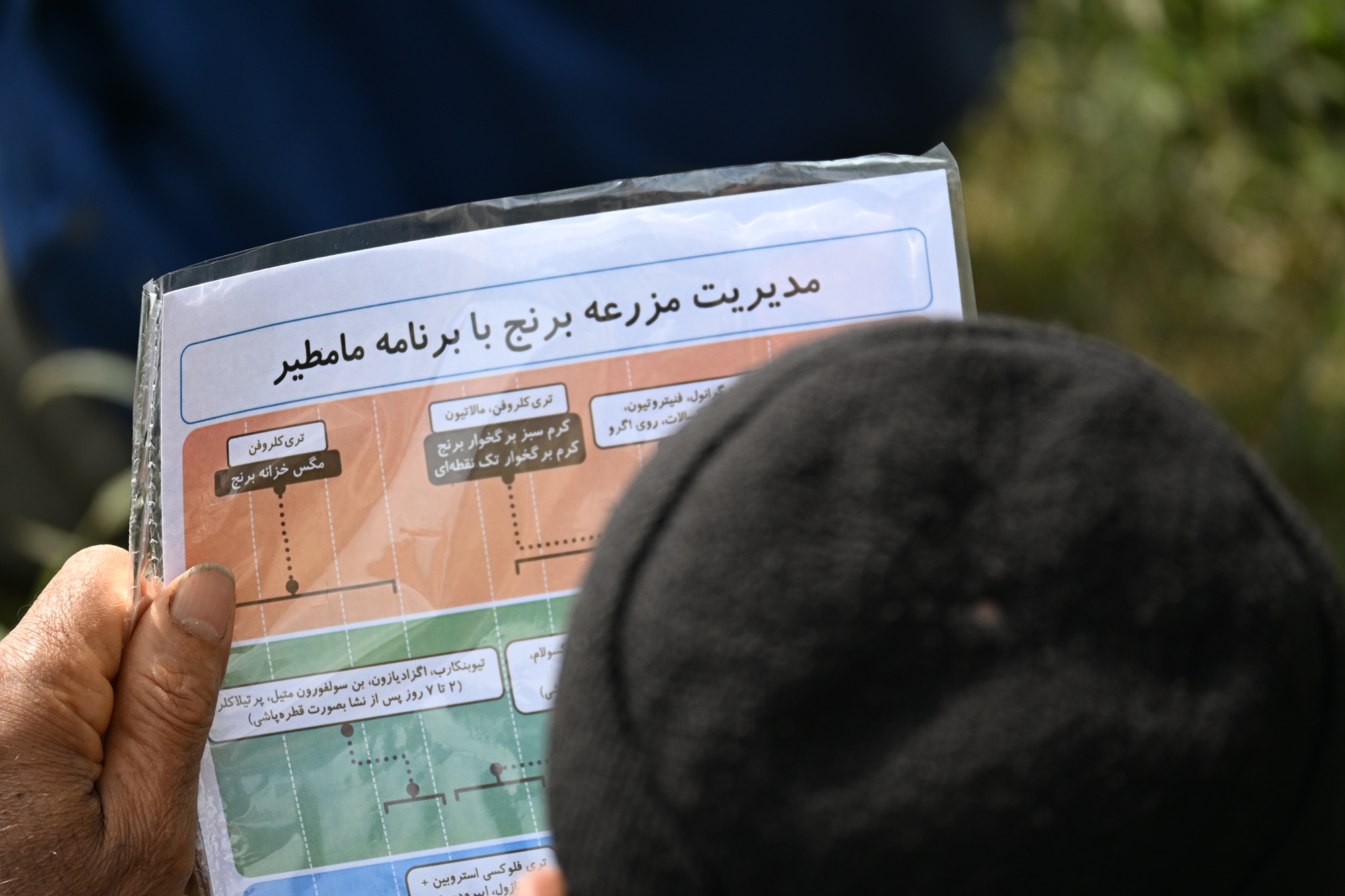 کارگاه تخصصی «مدیریت آفات، بیماری‌ها و علف‌های هرز برنج»