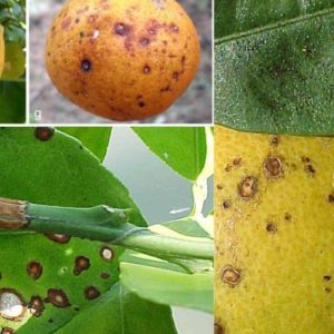 بیماری آنتراکنوز مرکبات